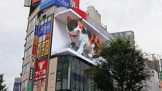 3Ｄコンテンツの起爆力　～トレンドとしての「新宿東口の猫」～